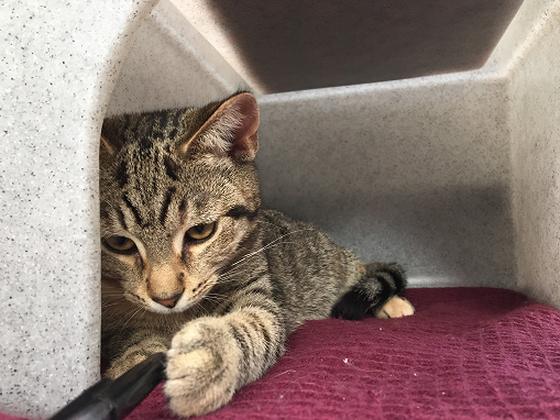 Mobile nail clipping