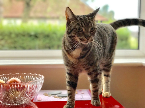 Small pet check-ins