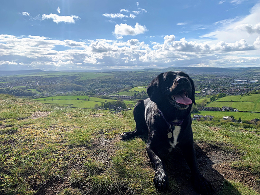 Solo dog walks