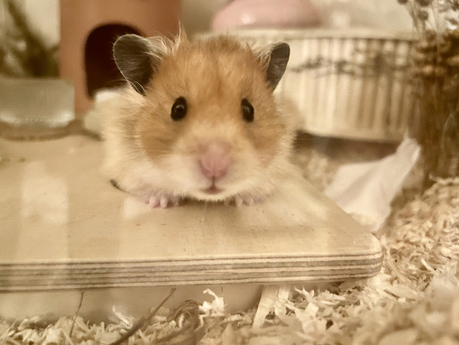 Spot cage cleans